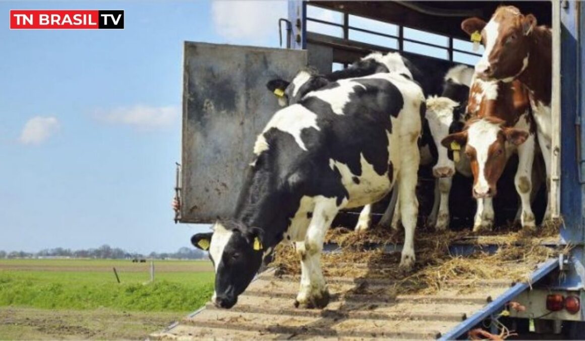 Isenção de ICMS de transporte bovino no Pará aquece agronegócio