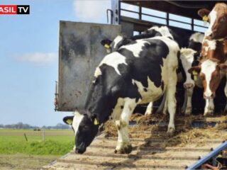 Isenção de ICMS de transporte bovino no Pará aquece agronegócio