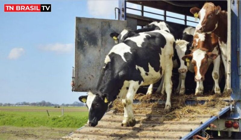 Isenção de ICMS de transporte bovino no Pará aquece agronegócio