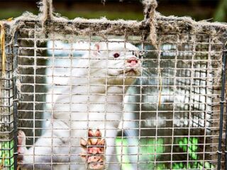 Na Dinamarca, animais mortos podem ter contaminado água após surto de Covid