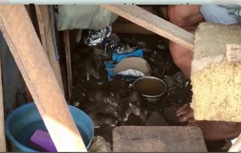 Idoso que vivia com ratos em um barracão é resgatado por funcionários no Pará