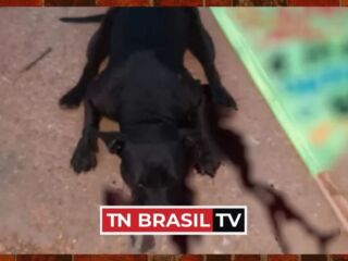 PIT BULL ataca e mata criança de 2 anos em Luziânia