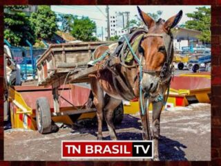 O deputado Igor Normando cobra Prefeitura de Belém sobre redução da tração animal e destina emenda de 50 mil para compra de cavalos de lata.