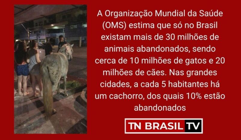 animais abandonados