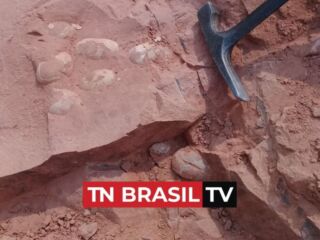 Ovos de crocodilo da ‘Era dos Dinossauros’ são encontrados em SP