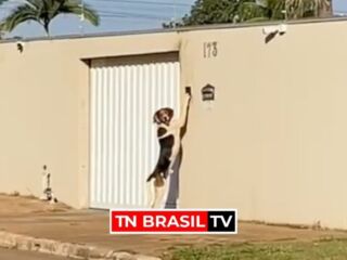 VÍDEO: cachorro toca campainha para entrar em casa