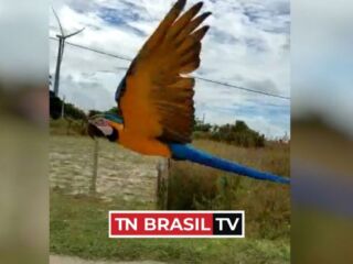 Arara aparece voando ao lado de carro no Ceará