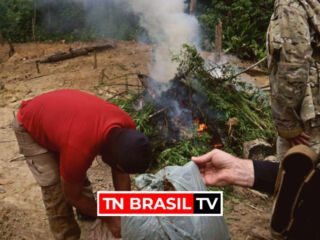 Polícia Federal descobri plantação de maconha, no nordeste do Pará.