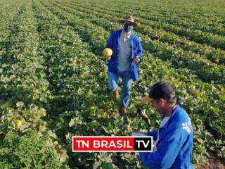 Agronegócio é responsável por manter 124 mil empregos em Mato Grosso