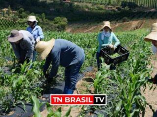 Pará segue com saldo positivo de empregos formais no setor da agropecuária