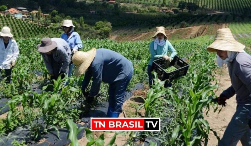 Pará segue com saldo positivo de empregos formais no setor da agropecuária