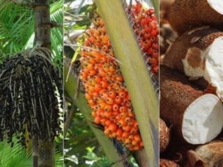 Pará: O avanço do Agronegócio Paraense