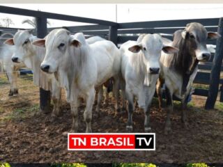 Boi: arroba tem leve queda em São Paulo