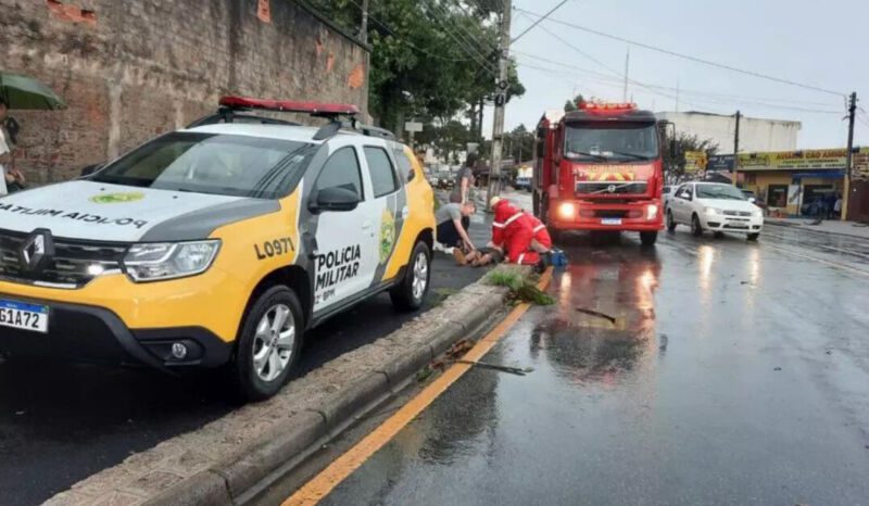 Homem de 57 anos morre após se atacado por pitbull em Curitiba.