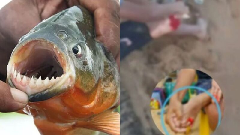 Banhistas sofrem ataques de piranhas no sudeste do Pará