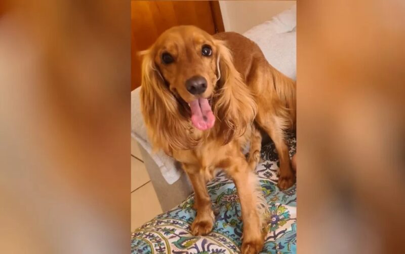 Homem mata cachorro da namorada por ciúmes da relação dela com o animal