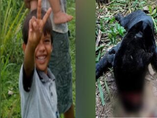Onça preta que teria matado menino é morta em Brasil Novo