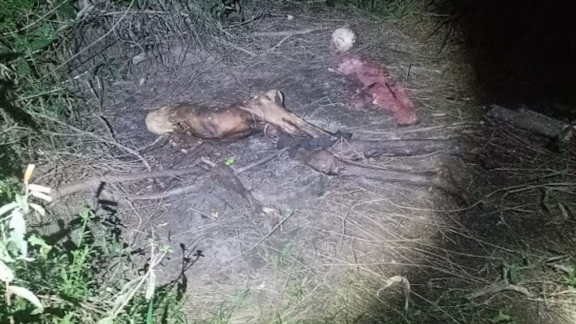 Ossada humana é encontrada em área de mata no interior do Pará