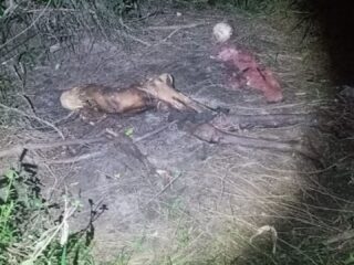 Ossada humana é encontrada em área de mata no interior do Pará
