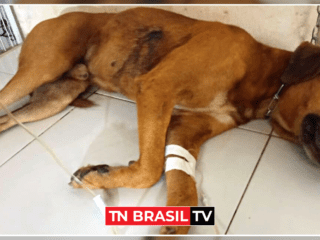 Cão é atingido no pulmão e fígado por um tiro em Tailândia, nordeste do Pará