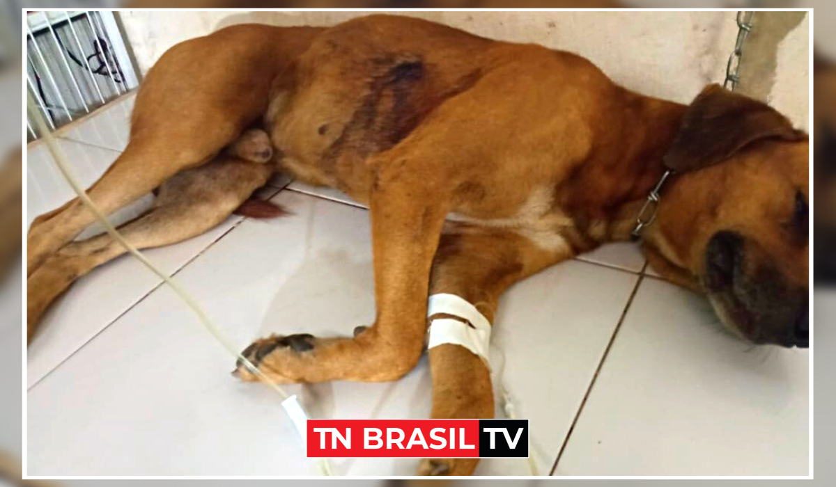 Cão é atingido no pulmão e fígado por um tiro em Tailândia, nordeste do Pará