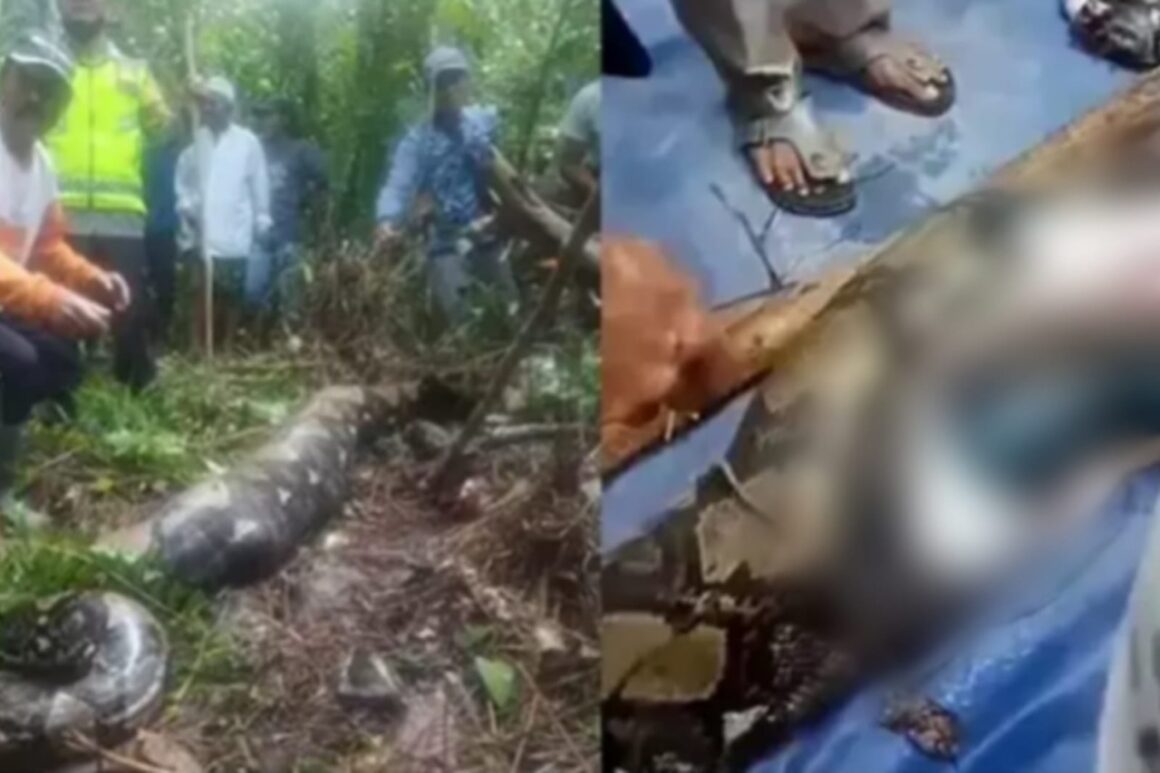 Mulher desaparece e corpo é encontrado dentro de cobra gigante