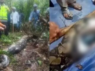 Mulher desaparece e corpo é encontrado dentro de cobra gigante