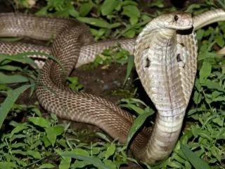 Garoto de 12 anos é mordido por uma cobra venenosa, mas mata a cobra a dentadas e sobrevive