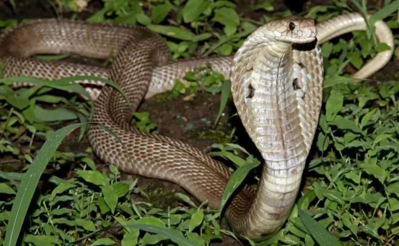 Garoto de 12 anos é mordido por uma cobra venenosa, mas mata a cobra a dentadas e sobrevive