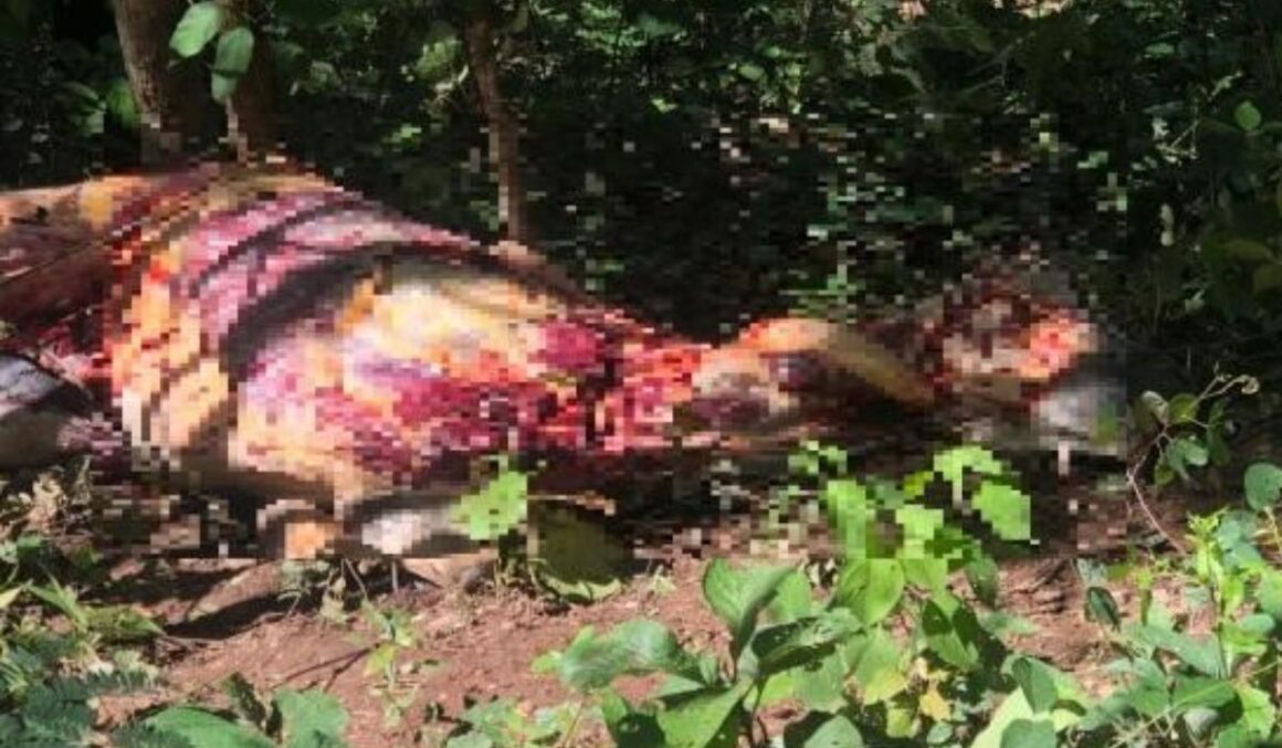 Abatedouro clandestino mistura carne de cavalo com porco pra disfarçar sabor