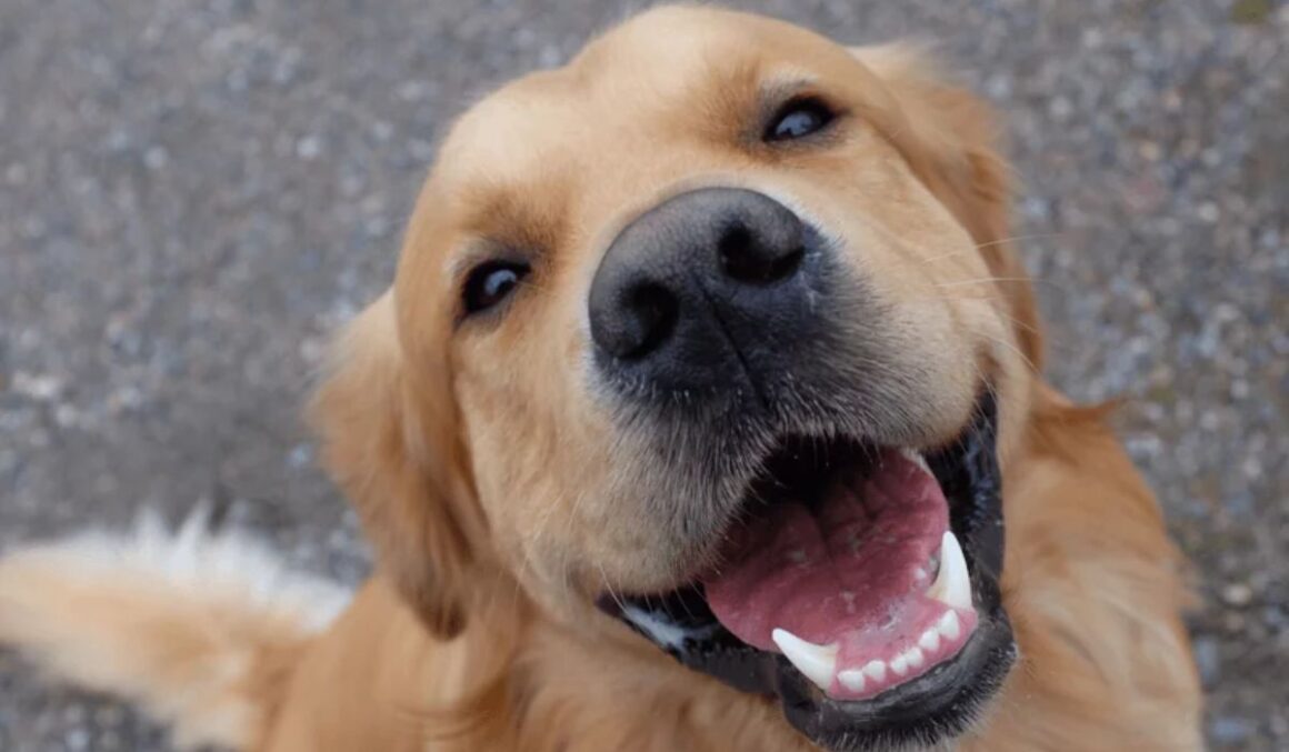 Deputados propõem licença de trabalho em caso de morte de pet
