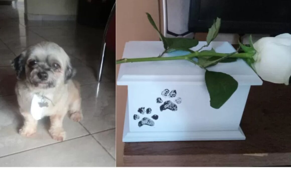 Mulher leva cão para tosa em pet shop e recebe animal cremado de volta