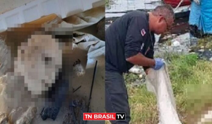 IMAGENS FORTES! Membros de corpo humano são encontrados em Manaus