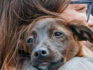 Janja e Lula adotam vira-lata resgatada no RS e batizam animal de Esperança