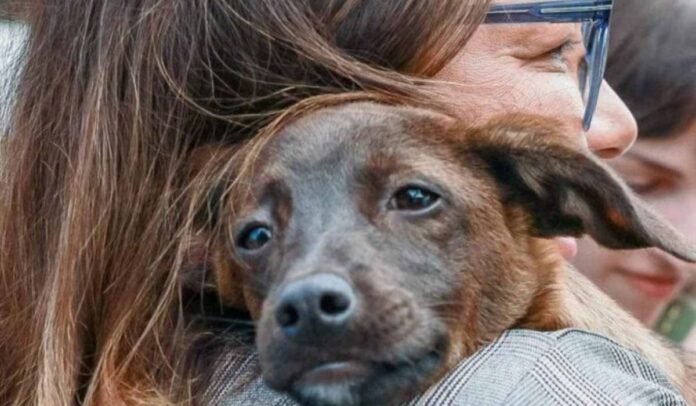 Janja e Lula adotam vira-lata resgatada no RS e batizam animal de Esperança