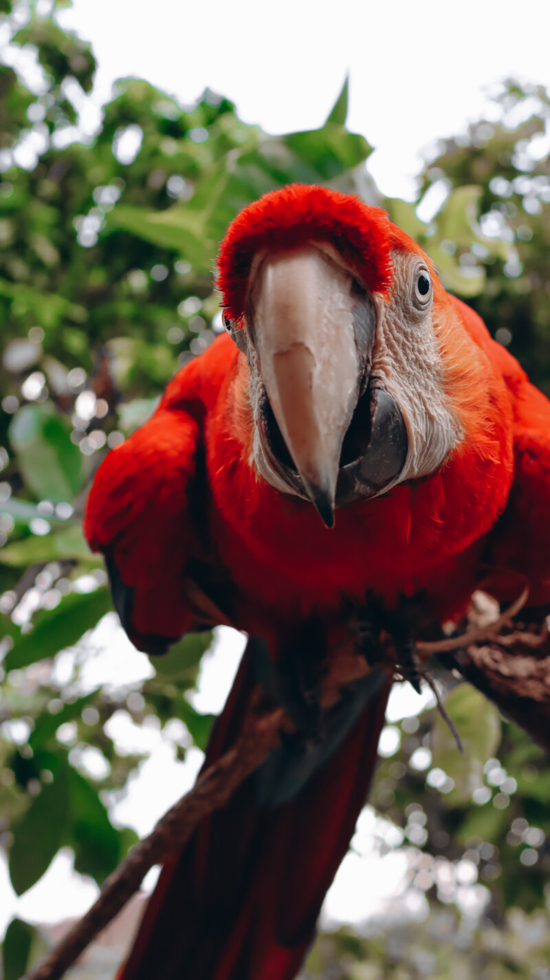 Amazônia através da lente de Jadielson Barros: o fotógrafo que transforma a Amazônia em poesia visual