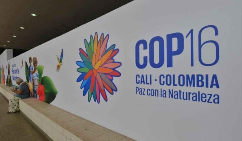 COP16 encerra com avanços políticos e sem financiamento para conservação