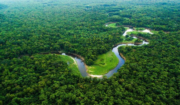 Amazônia: Divisão (tipos de amazônia), Área, biodiversidade, Estados Brasileiros que Fazem parte da Amazônia