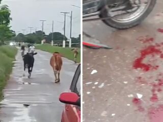 VÍDEO: Bois soltos causam acidente e ferem idosos em Tailândia