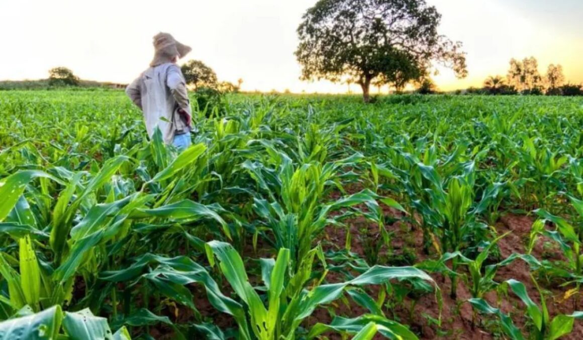 Agricultura Familiar no Brasil: Dados, Dificuldades e Oportunidades