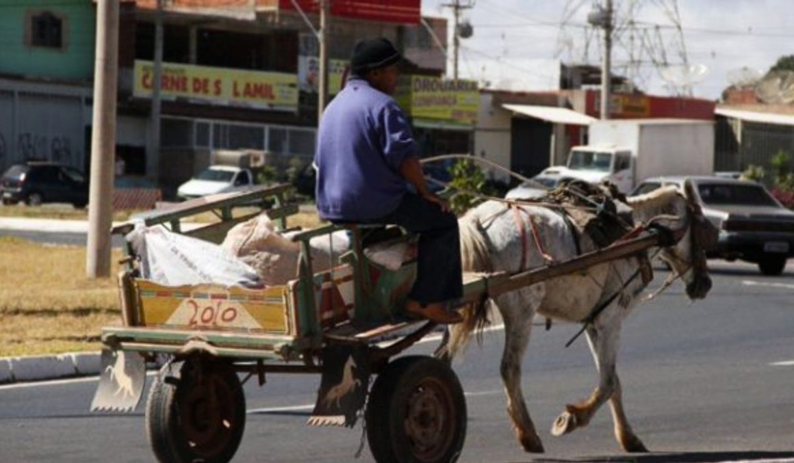 Prefeitura de Belém tem até final de setembro para adotar providências contra tração animal