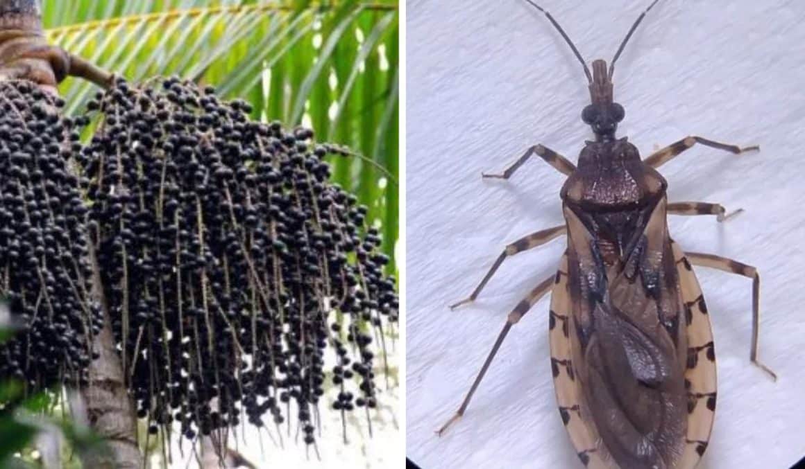 Prefeitura de Ananindeua interdita pontos de venda de açaí após suspeita de doença de Chagas Prefeitura de Ananindeua interdita pontos de venda de açaí após suspeita de doença de Chagas