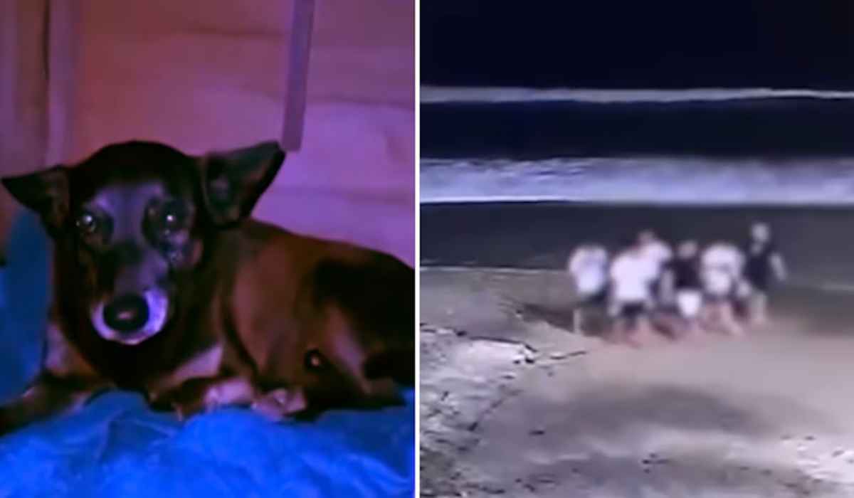 Cão Orelha: veja o que se sabe sobre o caso que chocou o Brasil